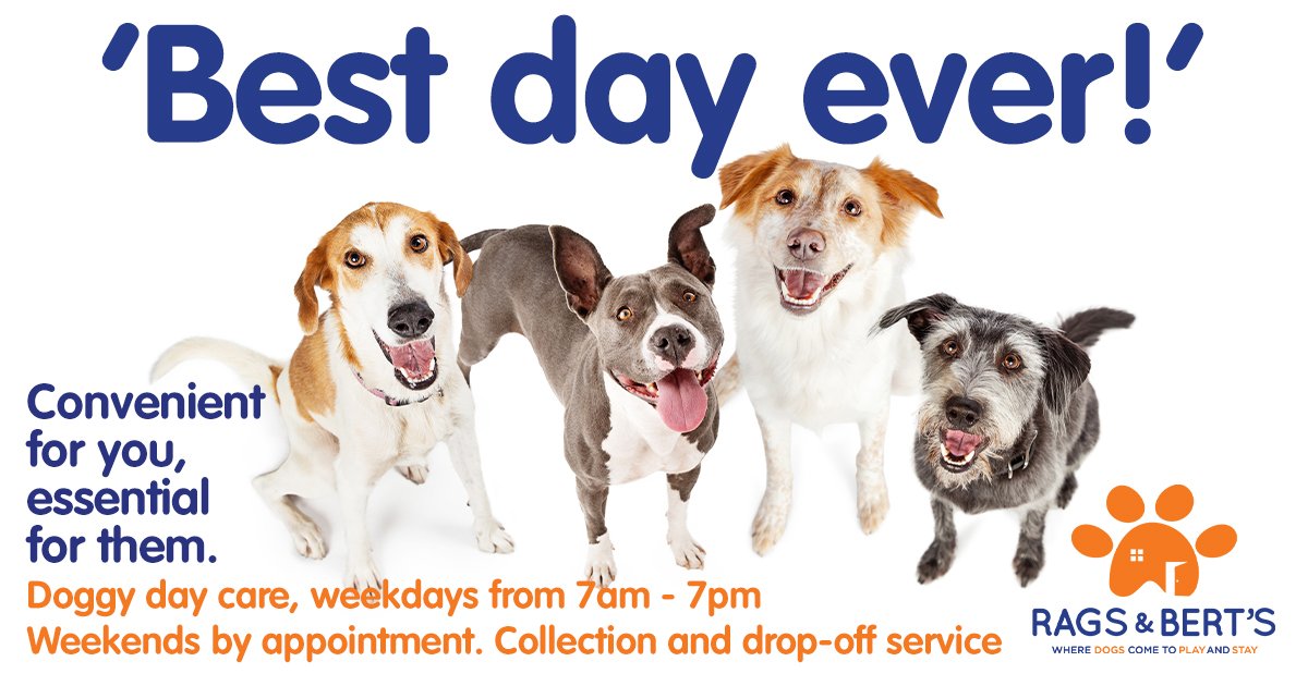 Best day ever!
At Rags &amp; Bert's, your loved one is looked after by caring, qualified professionals, whilst they are having an amazing time with all their friends! 
Call 0118 207 7788 to register for our free 30-minute Play &amp; Stay assessment, or click ragsandberts.co.uk/8/Doggy-Day-Ca…