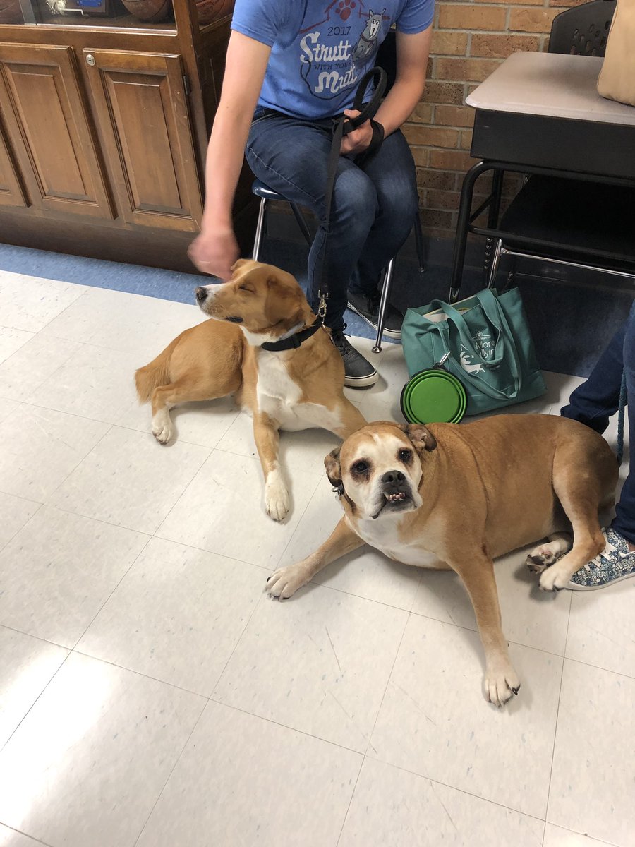 VanMeter52's tweet photo. George from Wayside Waifs visits w/Spring Branch 5th Graders!#ISDstrong https://t.co/9k9ERq5xIV