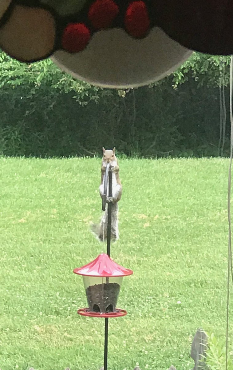 Busted this conniving creature early this morn! Caption (or hashtag) me this, friends!! #thismakesafunnymeme #dangittheyseeme #stabilitytesting #Squirrels #allthisfoodismine