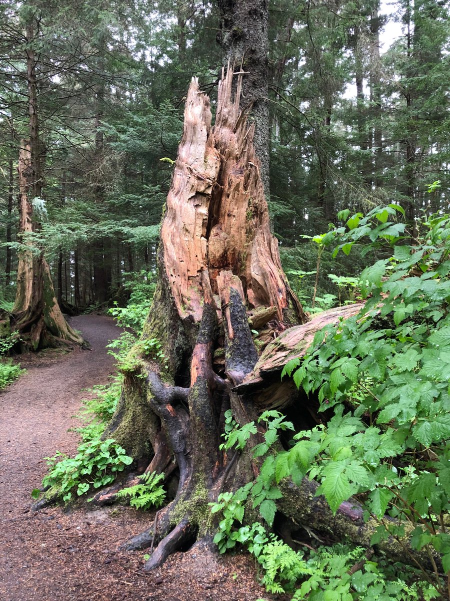 kevhu's tweet photo. Iron Thrones of the Tongass

#Alaska #got #gameofthrones https://t.co/q2WwXY0Ym3