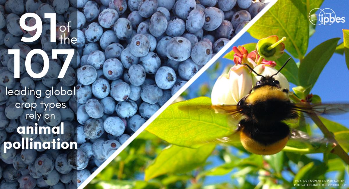 IPBES's tweet photo. An estimated 80% of the #pollination of global crops can be attributed to the activities of just 2% of wild #bee species! #WorldBeeDay

#Bees and other #pollinators such as bats and birds play a crucial role for #agriculture, #foodsecurity and human well-being. https://t.co/kxsupSA5yn