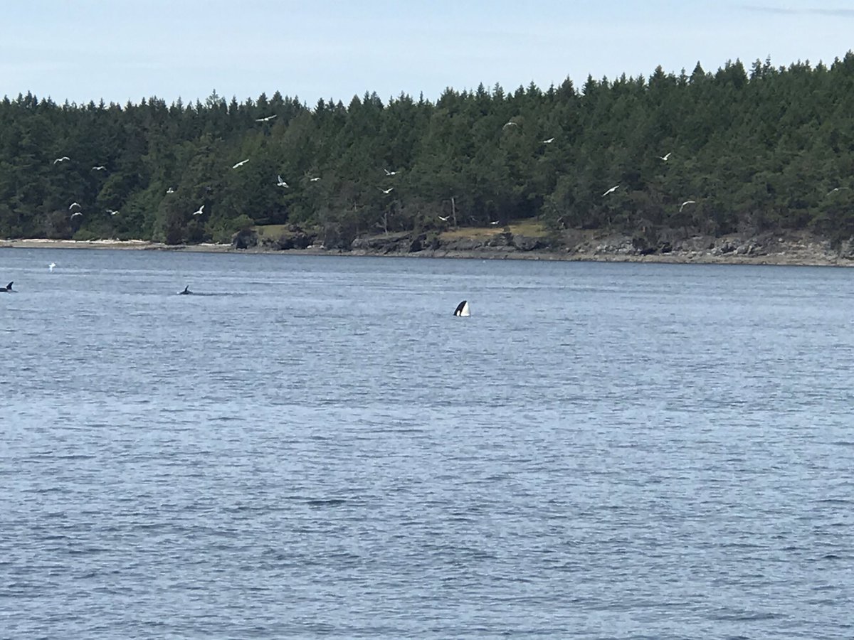 Bellingham Bells tweet media