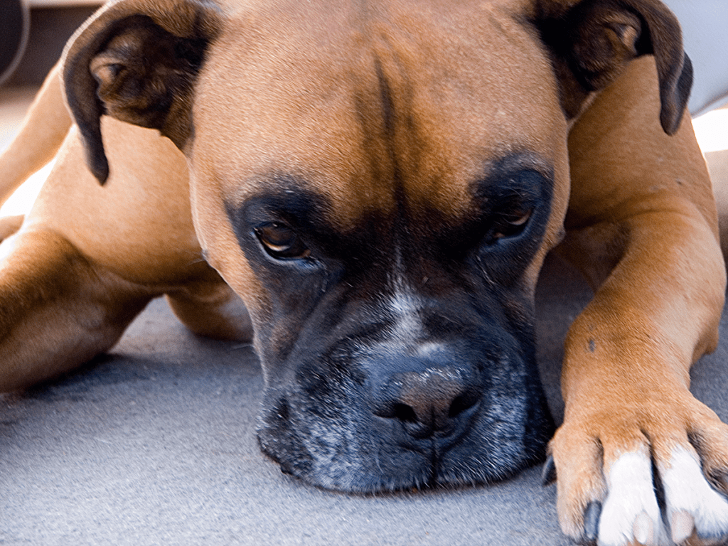 DawgBlogger's tweet photo. What Would You Do If It Was Your Dog? Seizures in Dogs: Winston’s first seizure. https://t.co/VpNV5K6cib https://t.co/LBcHCdoBEN