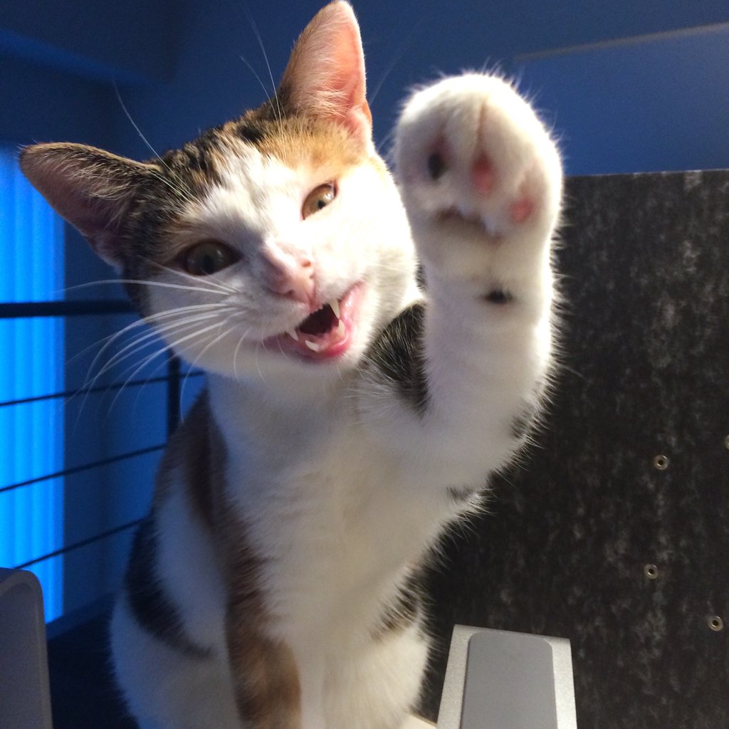 Catit's tweet photo. We'll miss you, little grumpy friend!
#TweetAGrumpyFaceForGrumpy #GrumpyCat https://t.co/mifjlZbkGy