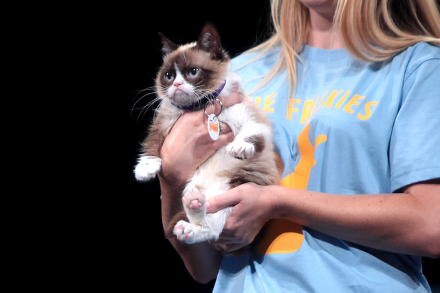 ComeWagAlong's tweet photo. Just published a new article: Top 10 Memes to Honor OG Pet Celebrity Grumpy Cat https://t.co/8jqpO8s3tv #RIPGrumpyCat #GrumpyCatMemes #GrumpyCat https://t.co/O0gUIBijgz
