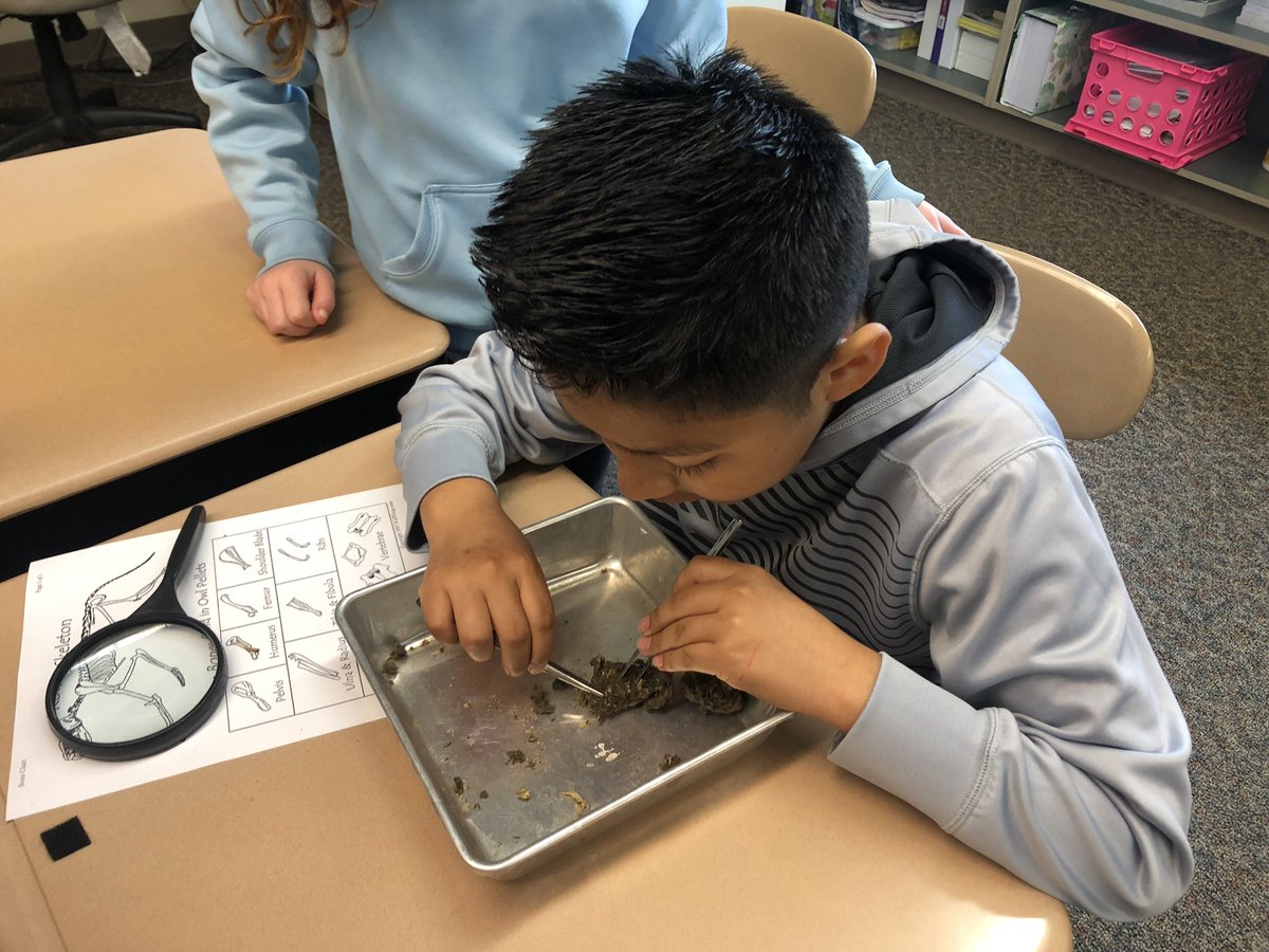 Mrs_Crull's tweet photo. Dissecting Owl Pellets today. 🔎🦉 https://t.co/V44pUyTzdP