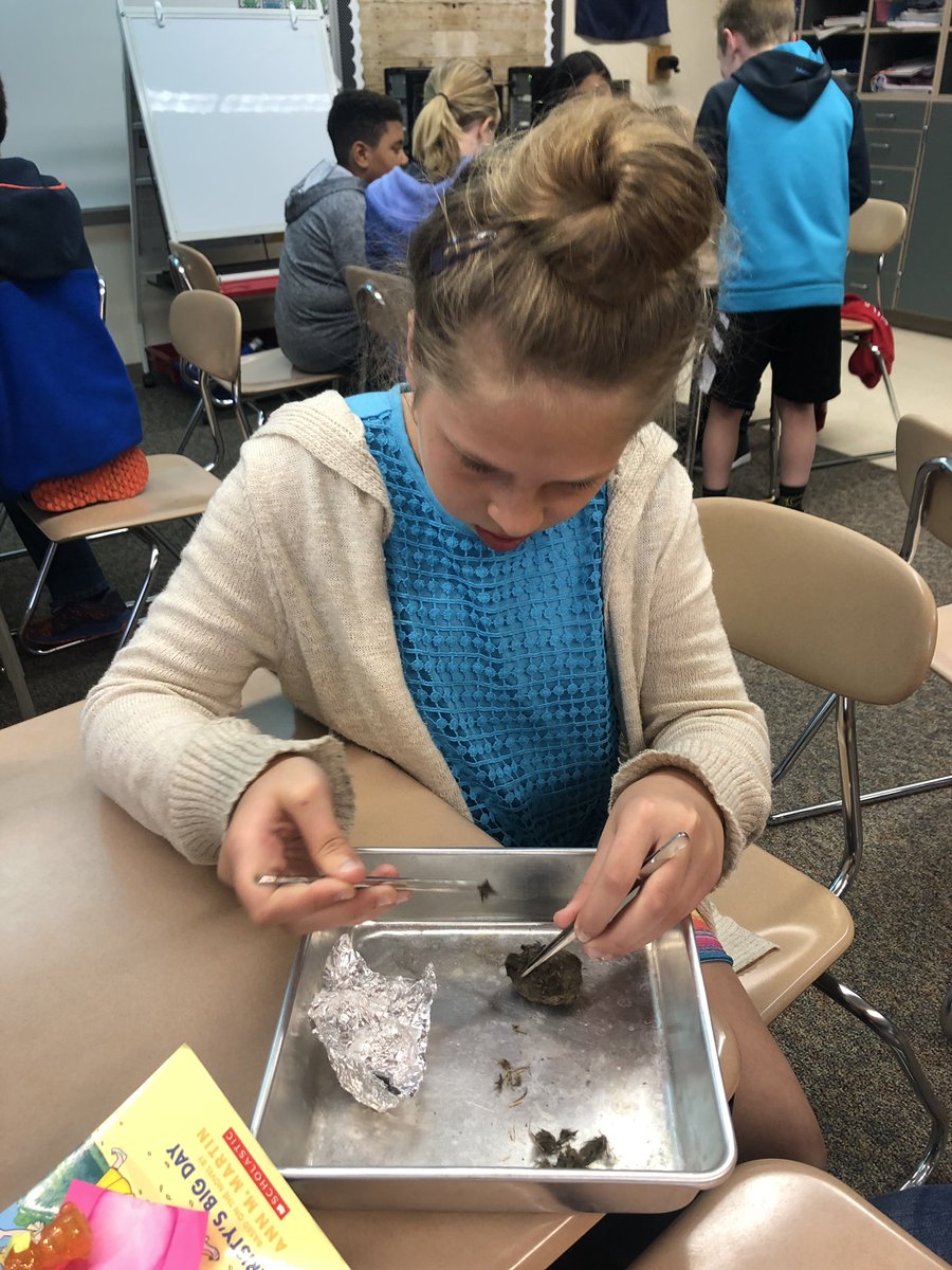 Mrs_Crull's tweet photo. Dissecting Owl Pellets today. 🔎🦉 https://t.co/fE9N2oyoYI