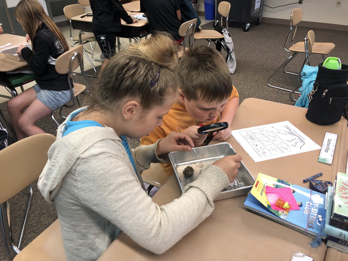 Mrs_Crull's tweet photo. Dissecting Owl Pellets today. 🔎🦉 https://t.co/fE9N2oyoYI