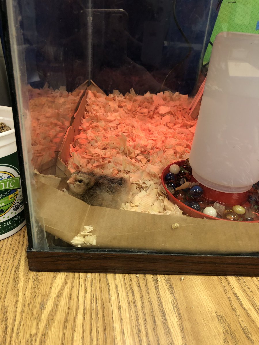 StrathamSchool's tweet image. We have baby chicks in Kindergarten!!!