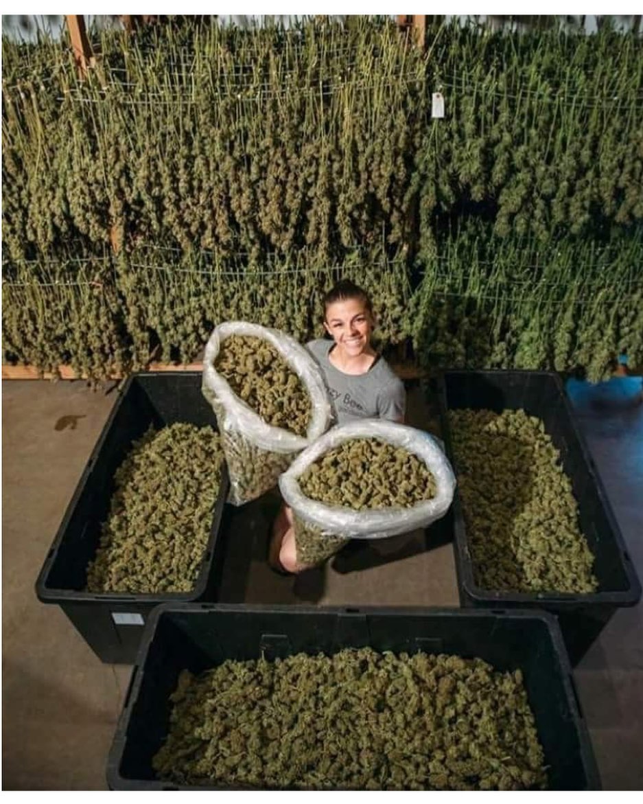 Can't wait for harvest time! #womangrowers #cannabislifestyle #designeredibles #infusededibles #weededibles #lovemyjob❤️ #cannabis_cuties #ladygrowersdoitbest #cannabishotties #marijuanahotties #cannabisbabes420