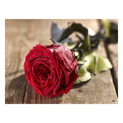 A unique, environmentally-friendly patented treatment process allows cut roses to look and feel fresh for up to six months 

Buy it : ► ecohip.co.uk/gifts-books/gr… ◄

#eternalrose #growgifts #real roses #everlastingroses #preservedroses #flowerbox #dryroses #100%natural #bloodroses
