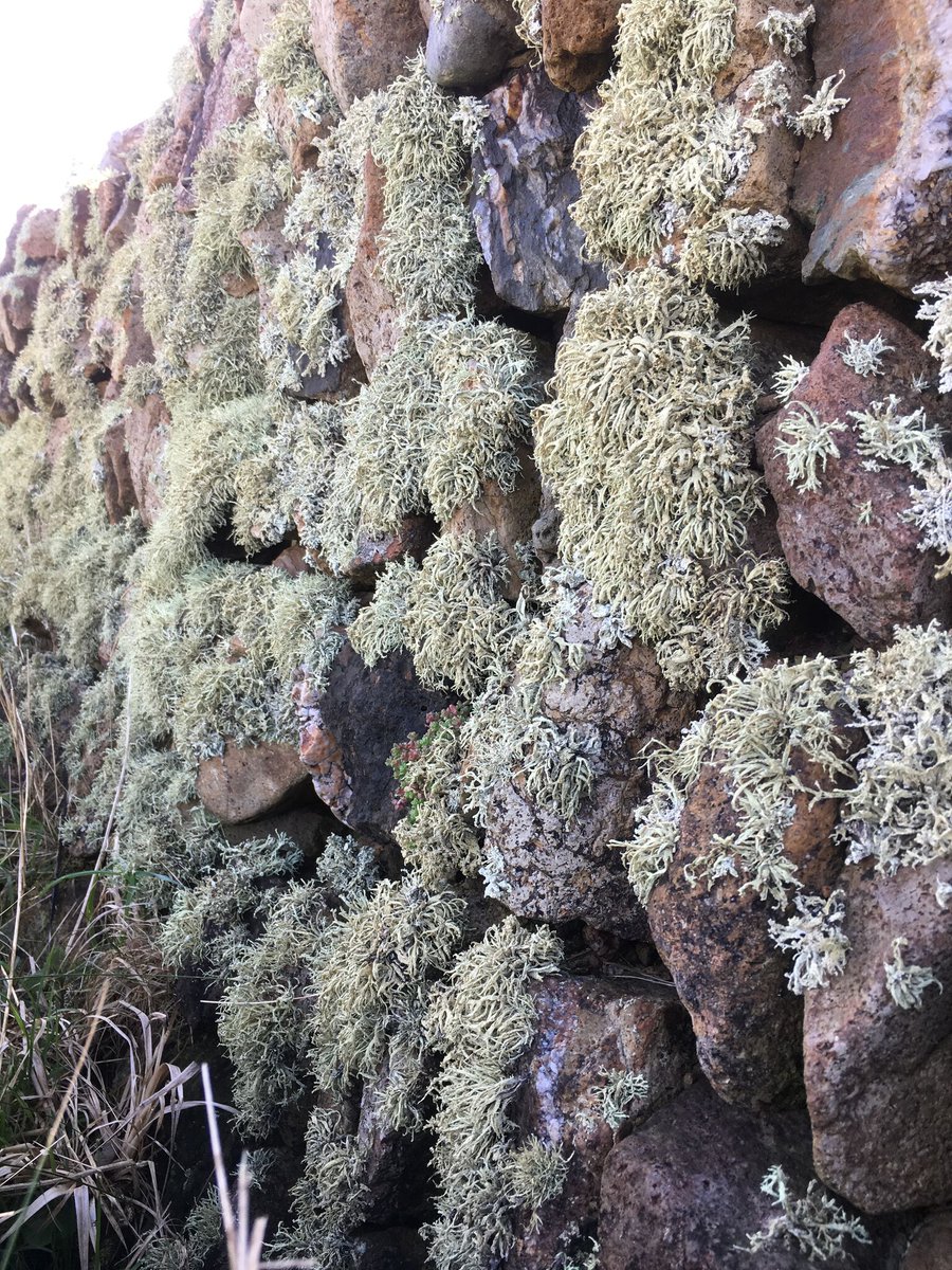 Want to learn more about the ancient craft of hedge building? Our next hedging taster day is in #StAgnes on Wednesday 29th May.

Email: kerdroya@goldentree.org.uk to book

 Find out more: facebook.com/events/2858918…

#CornwallAONBis60 #kerdroya @CornwallAONB
