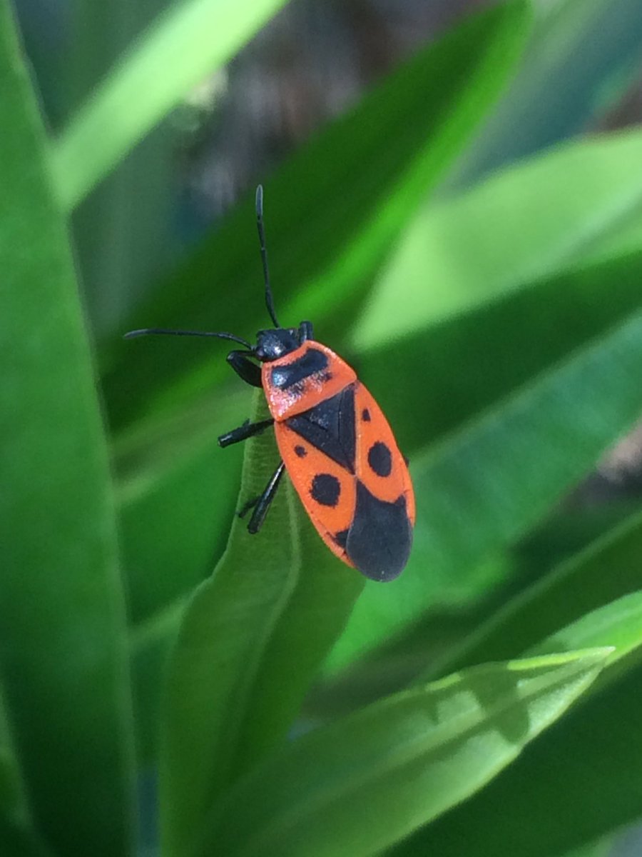 shotbert's tweet image. Lots of Pyrrhocoris apterus i think I n Costa Dorada @hartj0n @gailashton @Danasawus @Simon_Robson69 @wjrpbp @SJBKnott @IanCarle