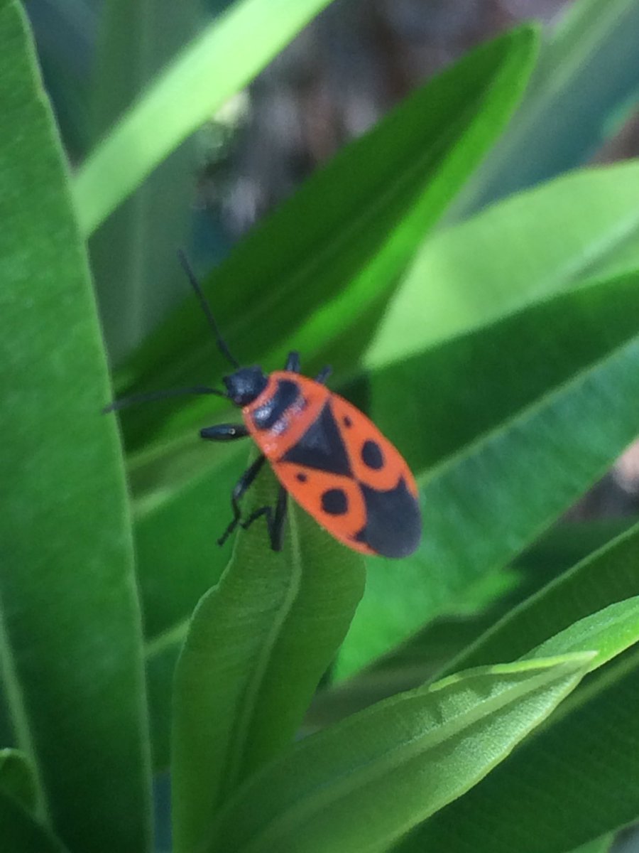 shotbert's tweet image. Lots of Pyrrhocoris apterus i think I n Costa Dorada @hartj0n @gailashton @Danasawus @Simon_Robson69 @wjrpbp @SJBKnott @IanCarle