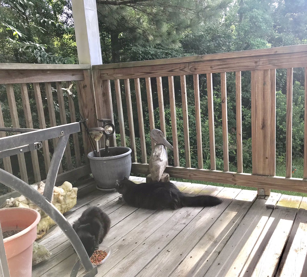 BBGsWorld's tweet photo. I definitely see something in the woods ๐
#iseesomething
#bbg #ariestocat
#babyboygrey #grey #cat #kitty #mainecoonmix #rescuedcat #bbgsworld
#fluff #meow #greygram #furry #felines #moggies #purr #cutiecat
#catsoftwitter #catsontwitter https://t.co/DR1DkG7o4b