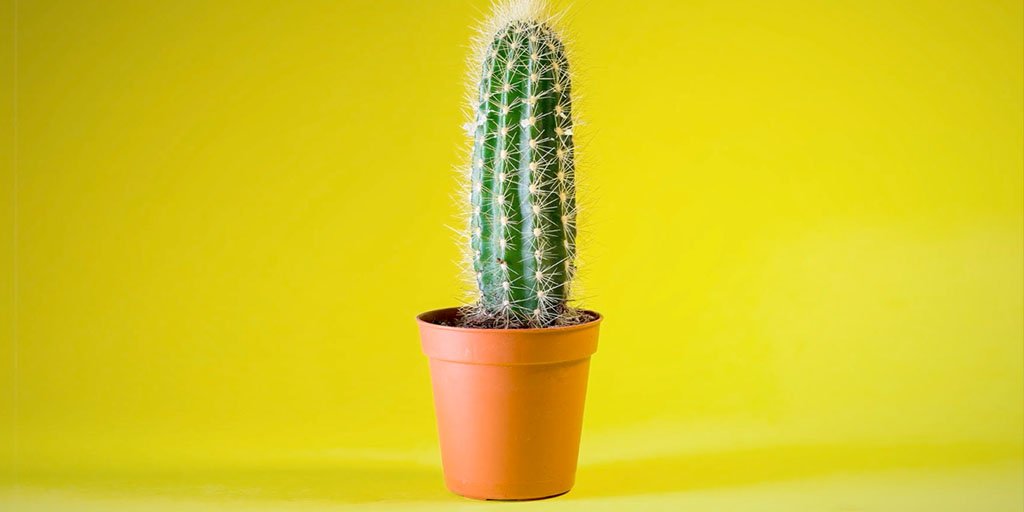 ididtht's tweet photo. 1 x @dandad Shortlist for Netflorist ‘Say it with a cactus’ [View Work] https://t.co/sPDmyOnpZy

@HelloFCB | #POSTCT | #dandad19 https://t.co/9Zam7S7a0A