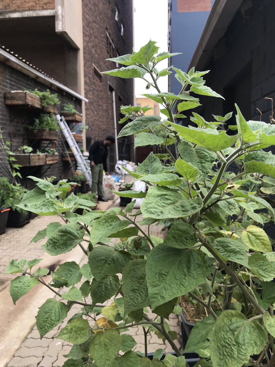 jozifoodfarmer's tweet photo. Turning Hillbrow service lanes (alleyways) into productive 3rd spaces #innercity #hillbrow #johannesburg #izindawozethu #abalimidolobha #alleywayfoodgarden #urbanfarming Empowering communities through urban farming #3rdspaces #jhburbanfarmer #southafrica #everydayafrica https://t.co/TlRGCYkixD