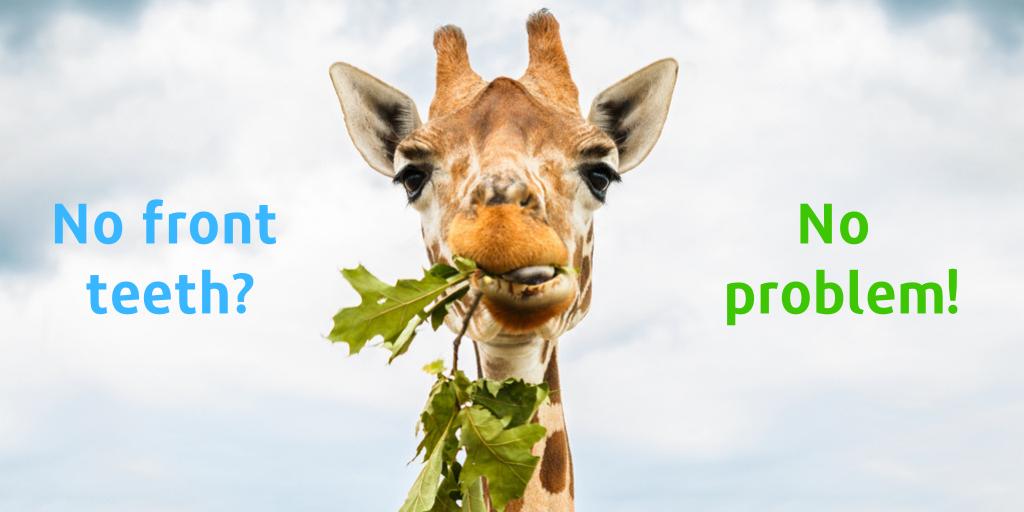 GEDCSMILES's tweet photo. #FunFact Giraffes don’t have top front teeth. Instead, they have a dental pad which helps them rip leaves off trees #DentalFact https://t.co/AQBXoA4GQ2