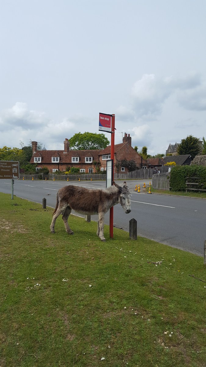 If you're not already following me on Instagram my tag is @teaandcakeforthesoul. I posted this yesterday #DonkeyOfTheDay poor thing was waiting for ages for the bus that never arrived :-D 

#NewForest #Beaulieu #photooftheday