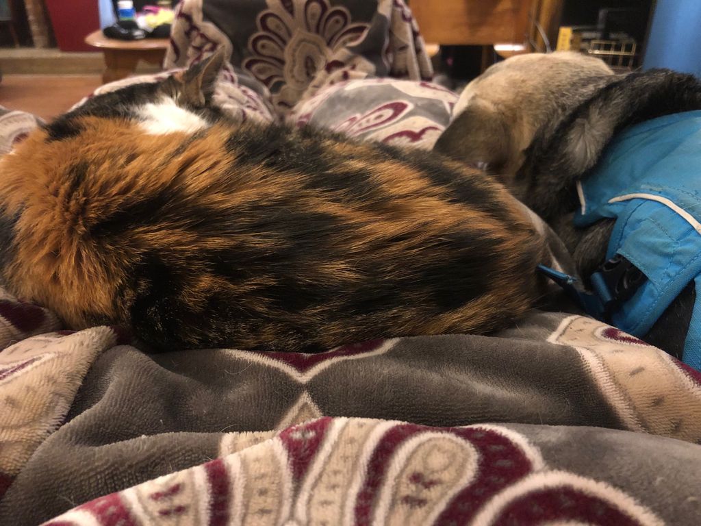 SPageAuthor's tweet photo. If I had a lap of my own, I’d do something productive. #TheyreInCharge #IJustWorkHere https://t.co/zs68dbS9v1