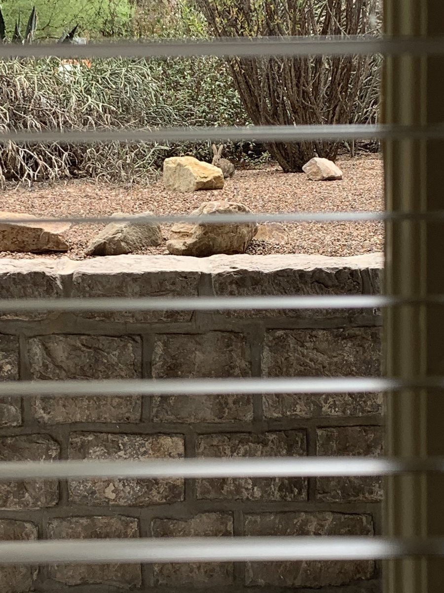 aahdee_'s tweet image. I recently moved work spaces and have a window now. This morning I saw a bunny hopping around and munching on some plants!