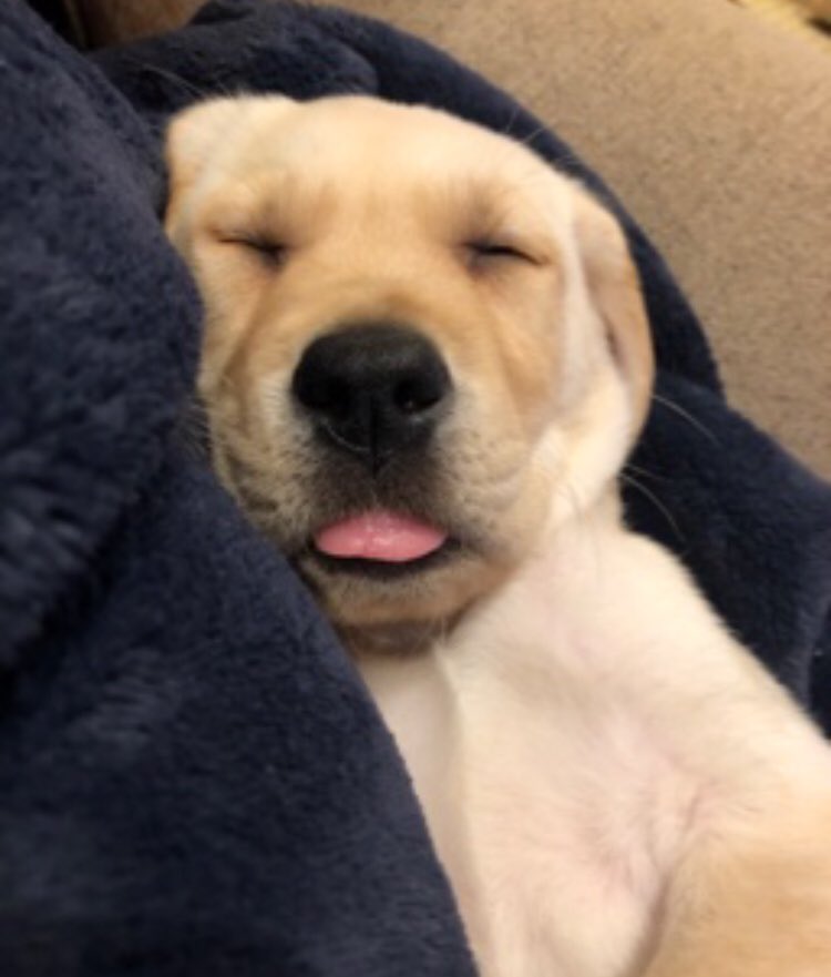 Hello send me pictures of your pets please