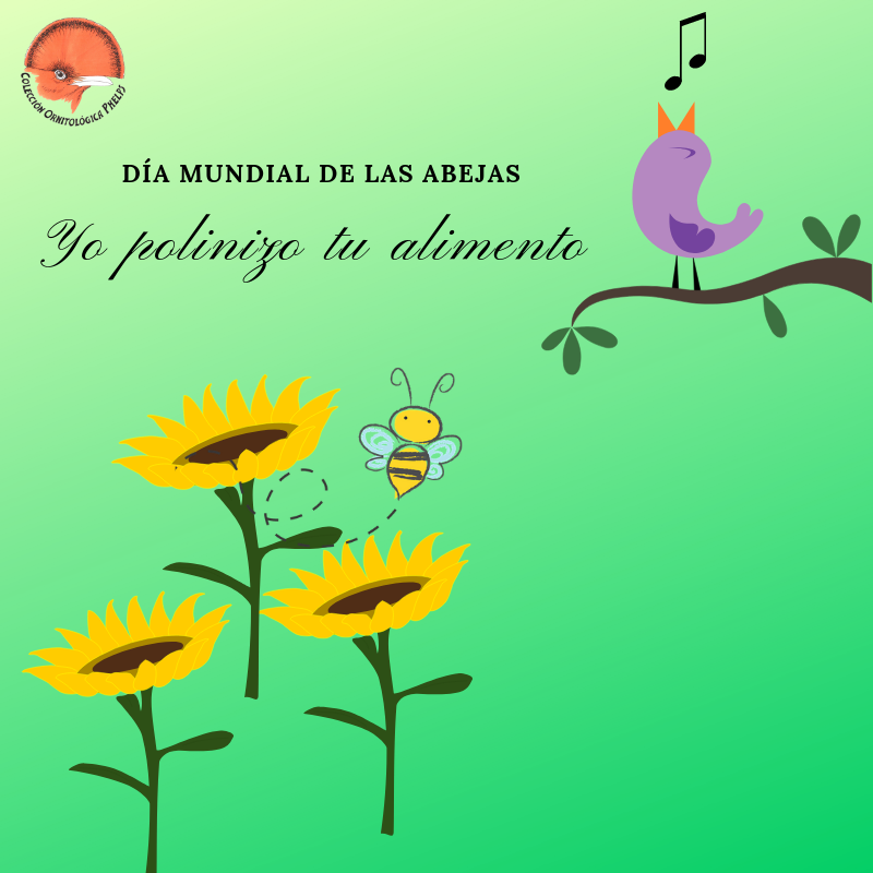 FundacionPhelps's tweet photo. Aves y Abejas polinizan nuestro alimento.
Menos pesticidas ayuda a proteger a quienes juegan un papel ecológico tan importante en nuestro planeta 🌻🐝🌼🐦
#DíaMundialdelasAbejas
#WorldBeeDay https://t.co/IIfUsRsvoH