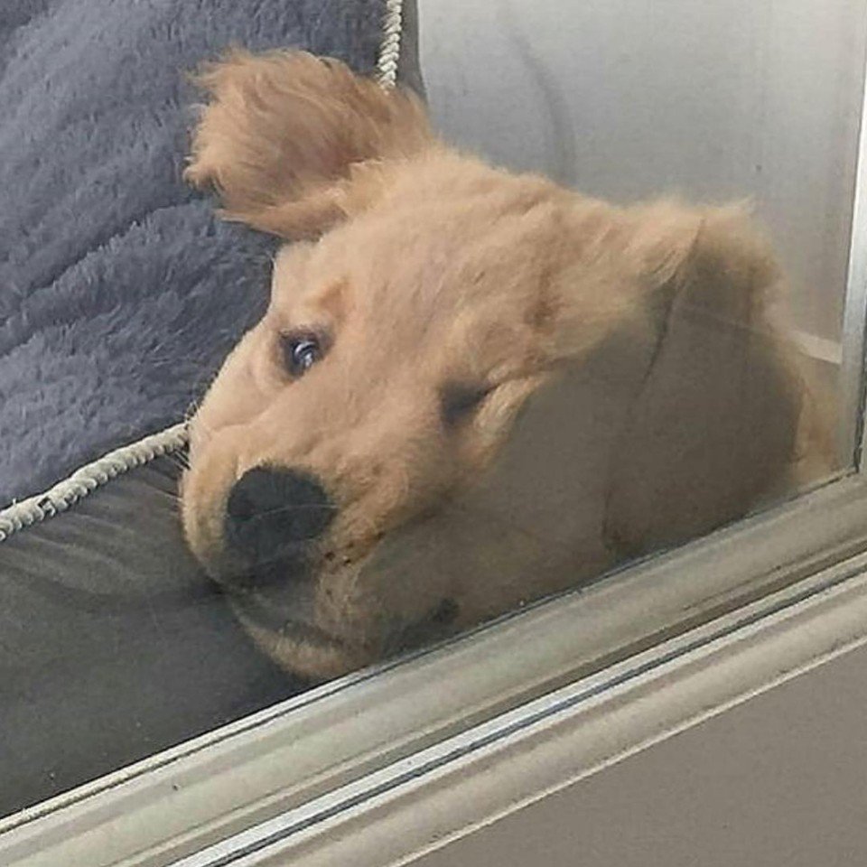 HireTalentJobs's tweet photo. This is our forever #MondayMood 💤🐶 #hiretalent #htbuild https://t.co/GtweBDrdks