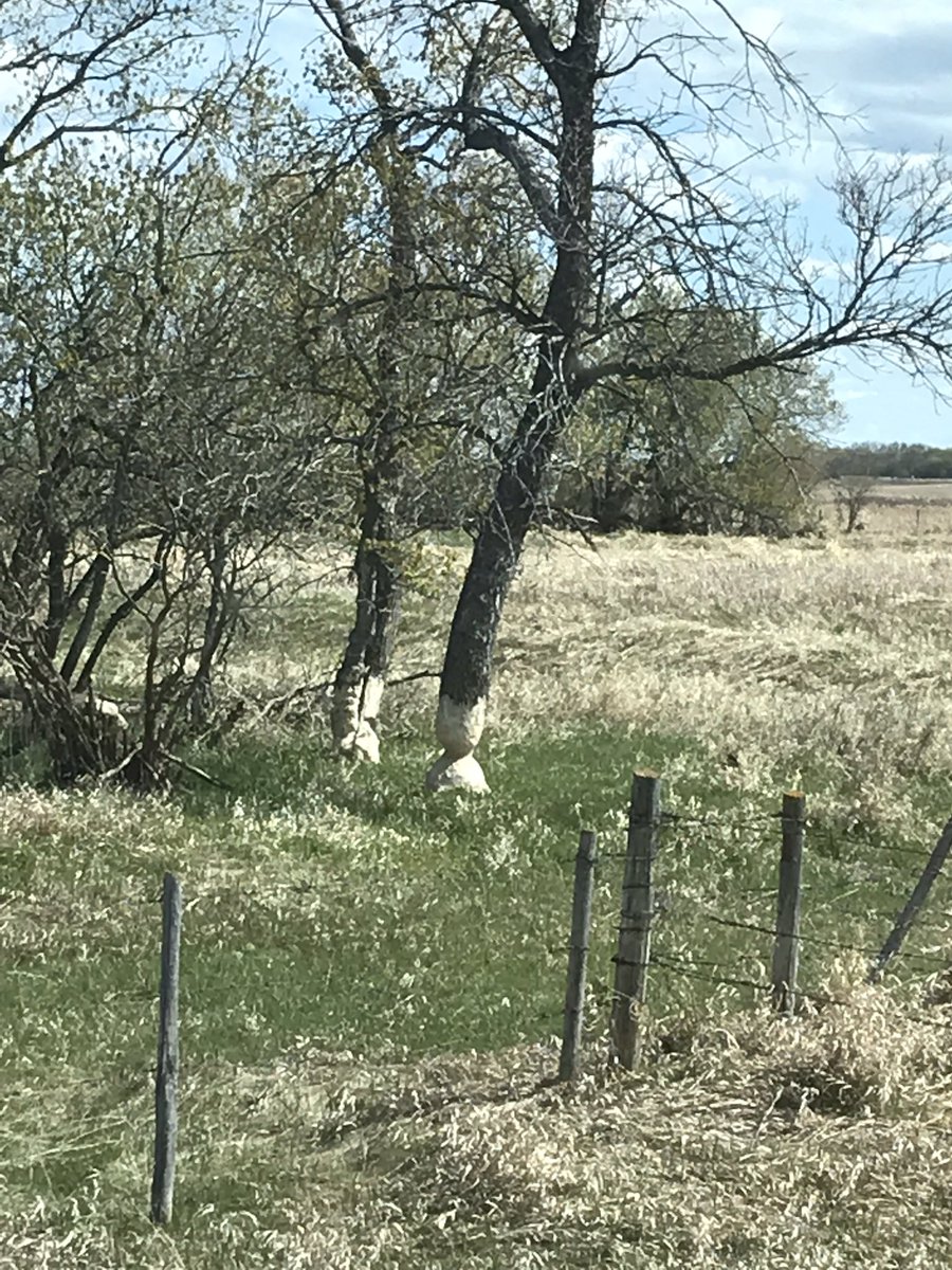 _Halloranm's tweet image. Tree has been like this for a few years now.  Still hanging on