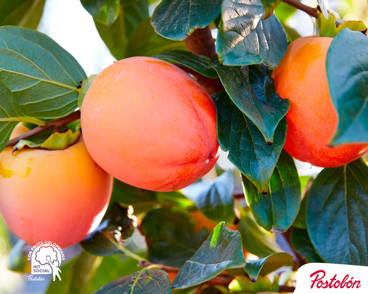 postobonoficial's tweet photo. Nos comprometemos con el campo y creamos oportunidades para pequeños empresarios de la fruta. #HITSocial https://t.co/LhUbcPhIsl