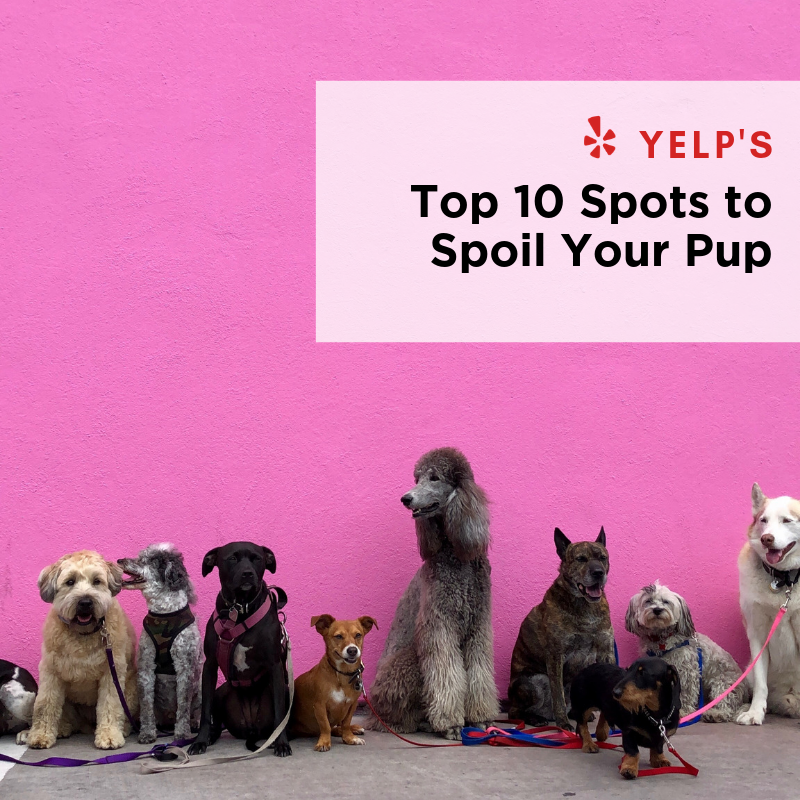 yelpchicago's tweet photo. 🐾 WARNING: There's like, a lot of dogs in here. Spoil your dog on National Rescue Dog Day today...or every day. See what local spot made the national roundup ⬇️🐶

https://t.co/jic0MHXgnx https://t.co/aVs3XVEP3s