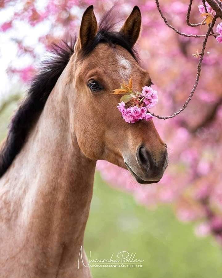 QUE IMÁGEN MÁS BELLA!!!!  PARA MÍ......❤️🍀