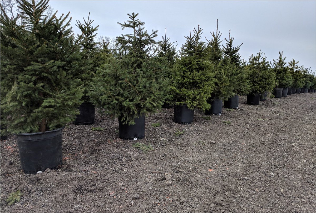 EvansPines's tweet photo. Natural #organic #privacy for your back yard or land. #Protect yourself from sightly neighbors. https://t.co/Gjbcpvt6lG #landscaping #privacyscreen https://t.co/YPKHfhUlda