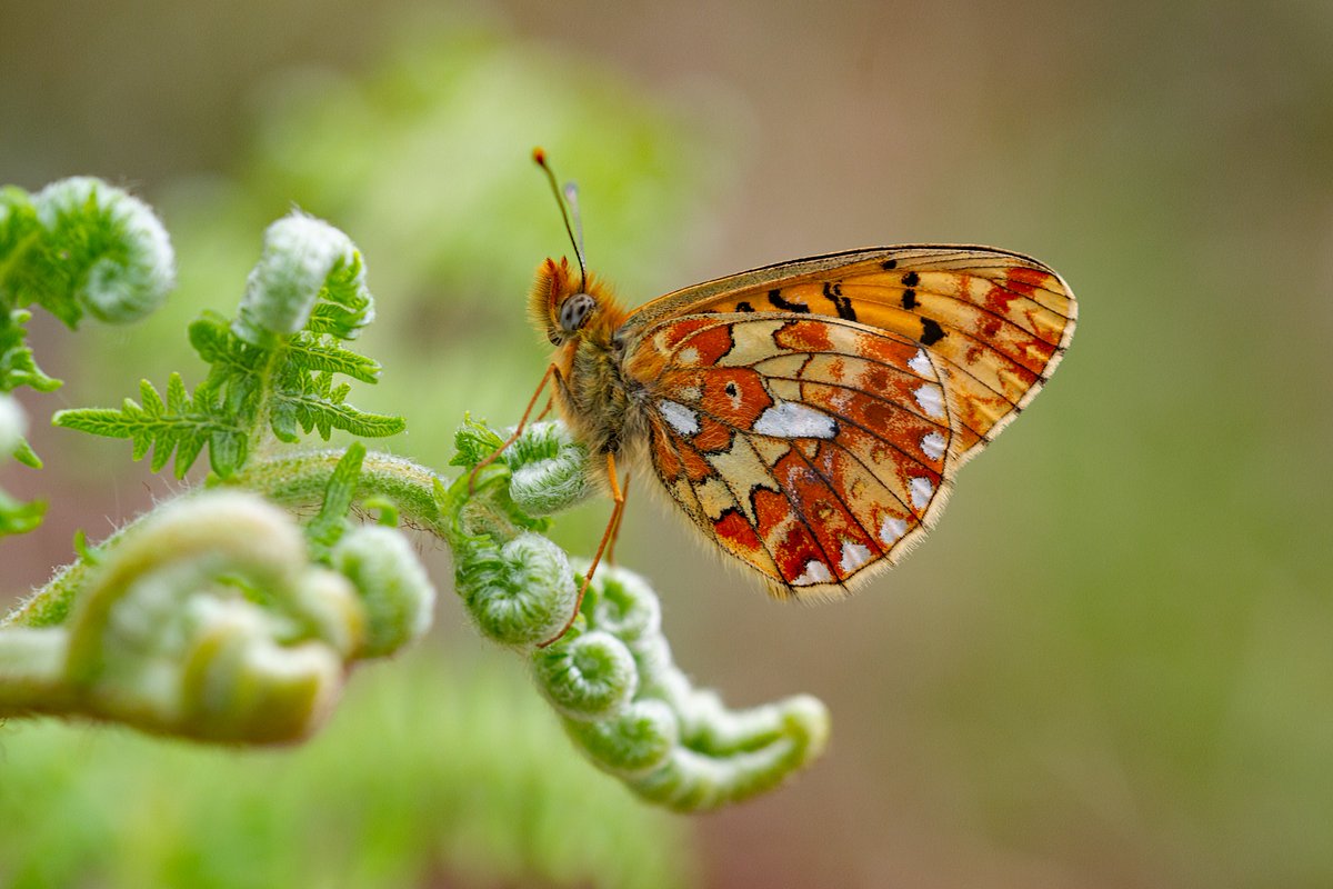 DrewCooper_Wild's tweet photo. The underside of the Pearl-bordered Fritillary (Boloria euphrosyne) has got to be one of prettiest among UK butterflies. @BBCSpringwatch https://t.co/UjnLllIFnK