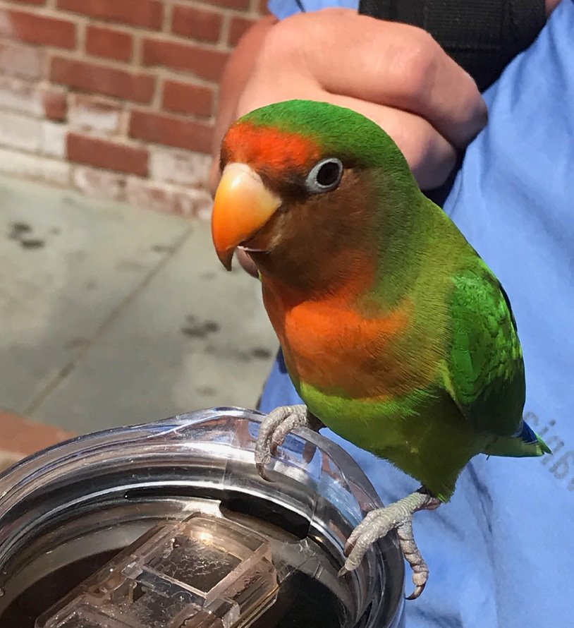 DO YOU KNOW THIS BIRD? This feathered friend flew into Pennsylvania Hospital and we would like to reunite it with its family! Please message us directly if you know this bird/its owner.