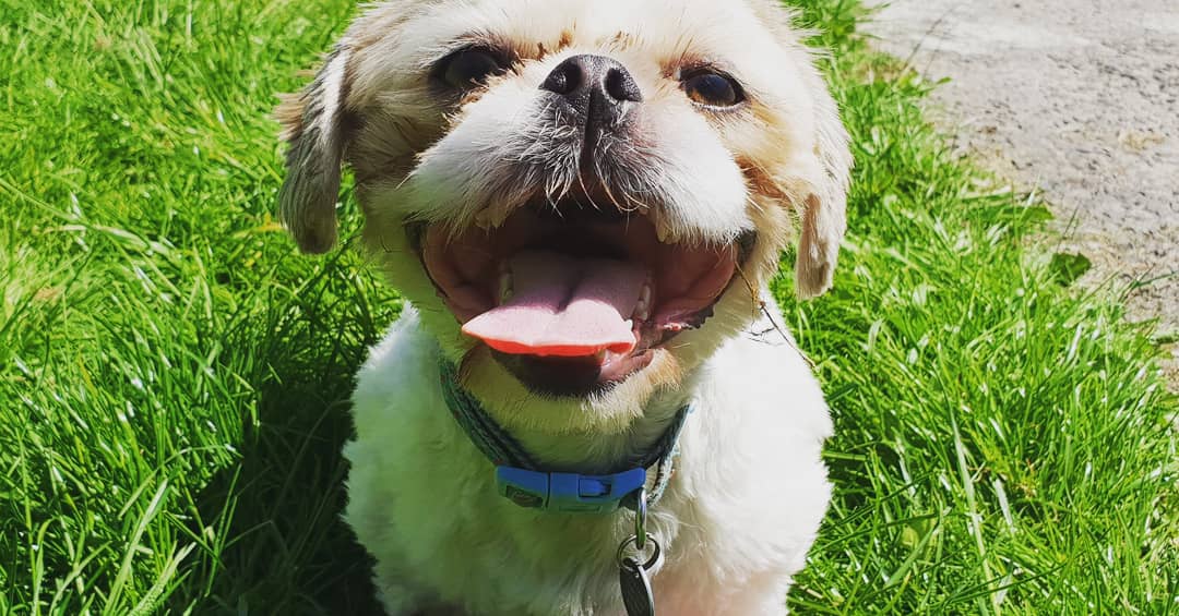 We've been busy in the #sunshine today! 

If you're looking for a #dogwalker, #petsitting or #petcare services in #Swansea then get in touch! 

Call us on 07903619508 or #email info@pawsclawsswansea.co.uk 💕

#dogfriendly #animals #SouthWales #love #cats #dog #AnimalCare