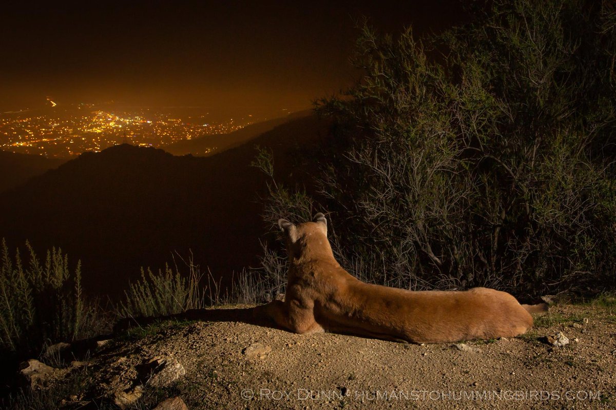 WildFuturesUS's tweet photo. Another magical shot of a mountain lion above LA by Roy Dunn. Check out this awe inspiring photo and marvel at the patience and passion that went into capturing this moment without the use of baiting, luring or scenting! https://t.co/bMpKfWdSpK https://t.co/VzdqiucTYe