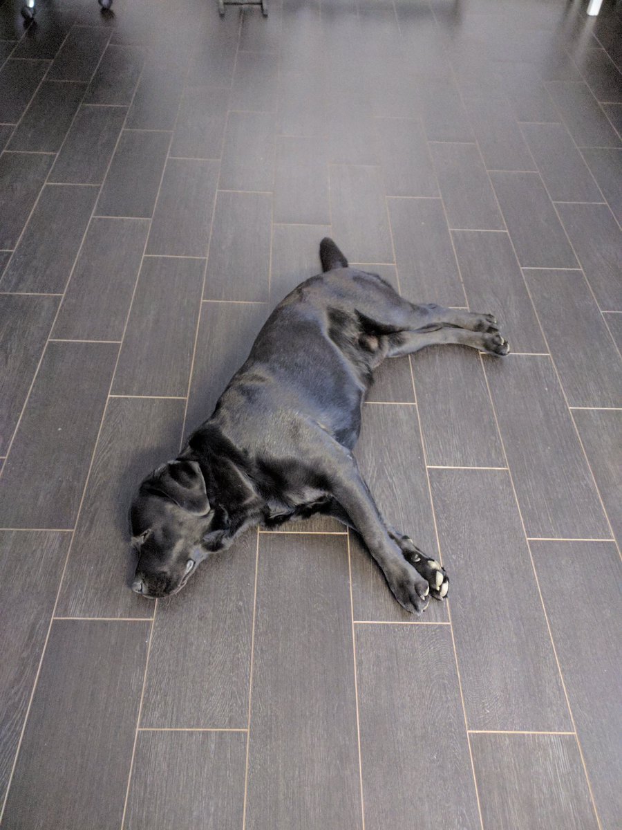 drupalgrandpa's tweet image. After the after-after-after party yesterday with 20+ drupallers my dog is doing it almost for whole day #drupalcampby