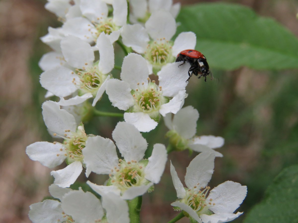 anu_kokkila's tweet photo. Hei,täällä ollaan!
#kevät #luonto #labybug #kevätseuranta #Finland https://t.co/Xsin4uxPc0