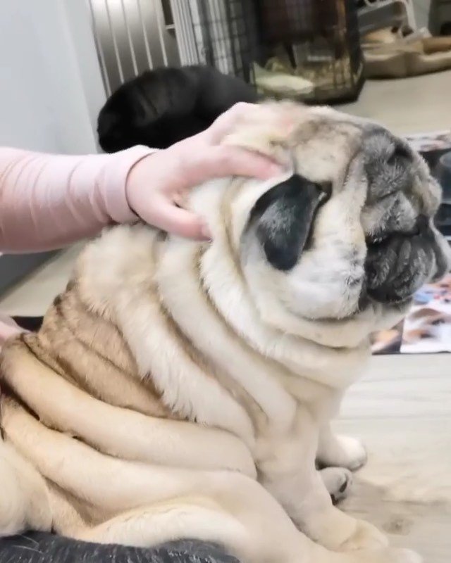 Theo enjoying cuddles with human 😊
👉 @thepugwithrolls
.
.
,
,
.
#puglifestyle #pugspugspugs #puppydogvideos #stella_and_friends #thatface #soft #squishy #rolls #pugpuppies bit.ly/2JSDBmX