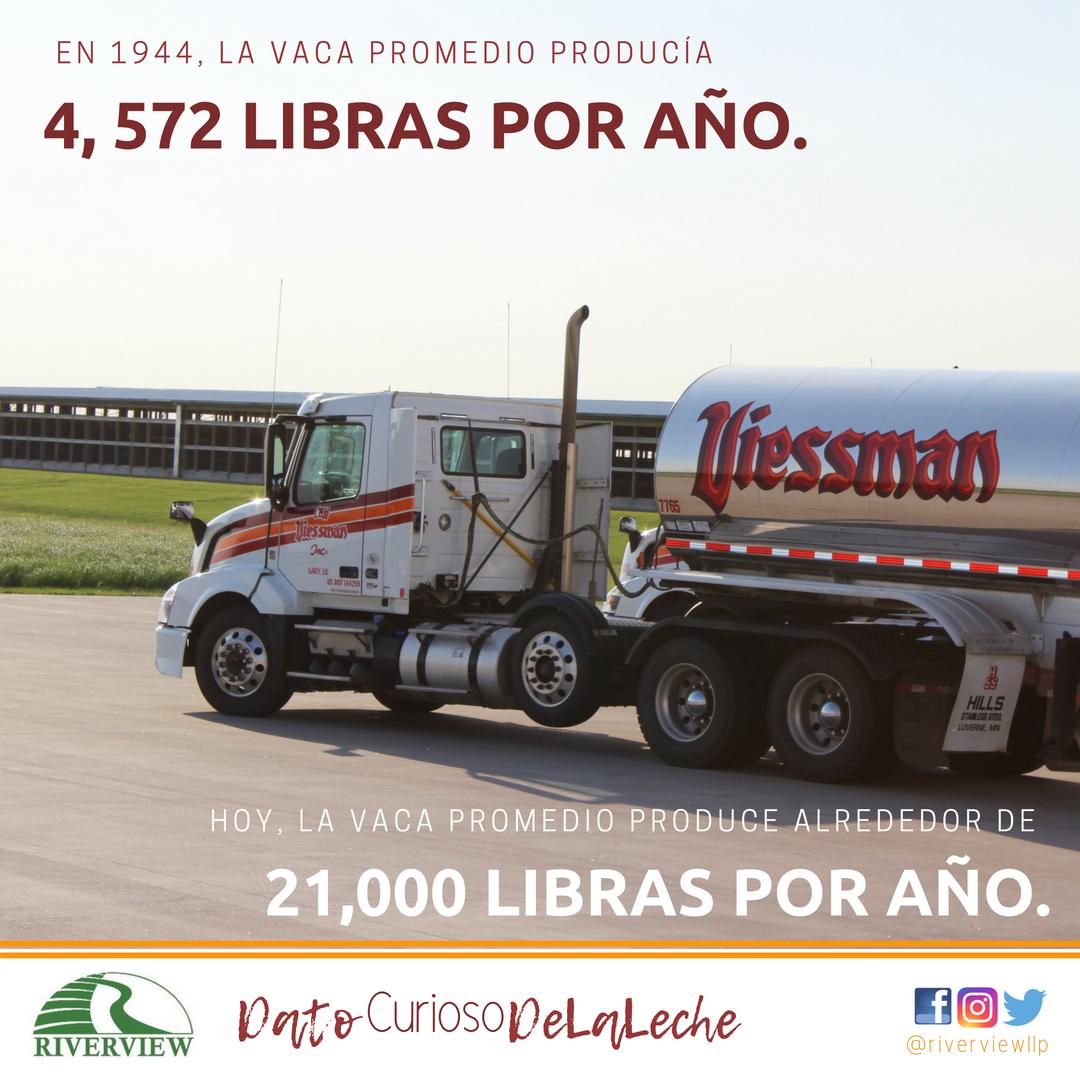 ¡Eso es casi 5 veces más leche en 74 años!

#datocuriosodelaleche
#produccióndiaria
#historiallechero