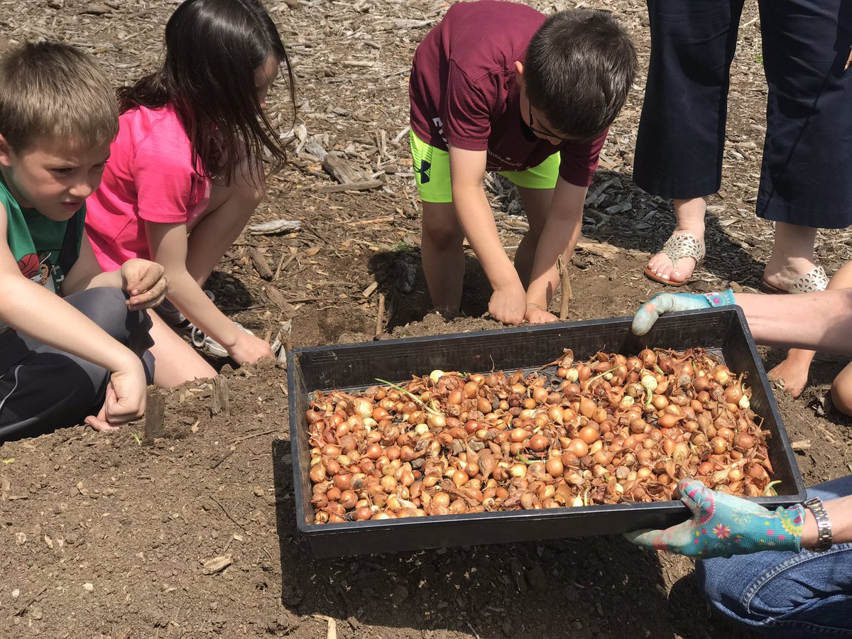 MissRyan110's tweet photo. Today we planted onions and potatoes in our Victory Garden! #MedfieldPS #Wheelockians https://t.co/nadnSmc2Zk