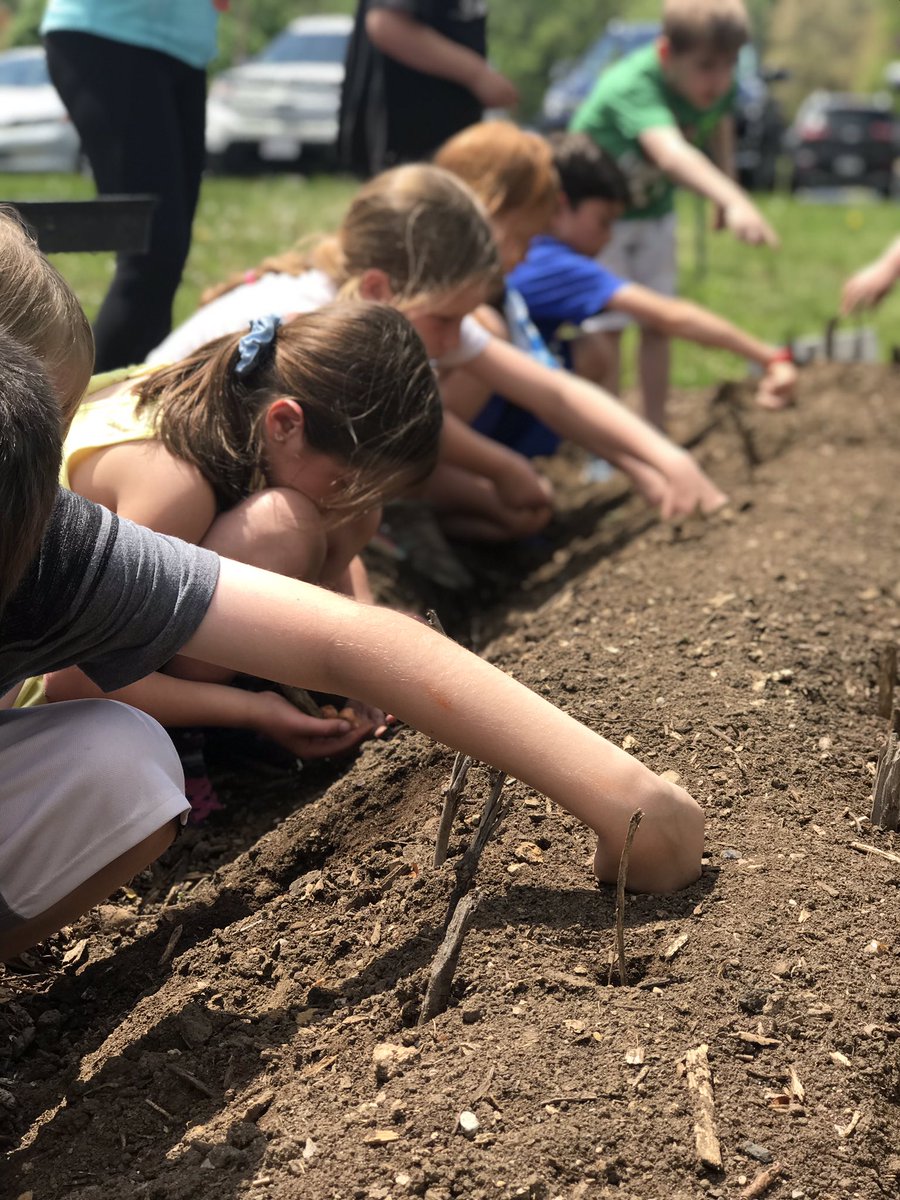 MissRyan110's tweet photo. Today we planted onions and potatoes in our Victory Garden! #MedfieldPS #Wheelockians https://t.co/nadnSmc2Zk