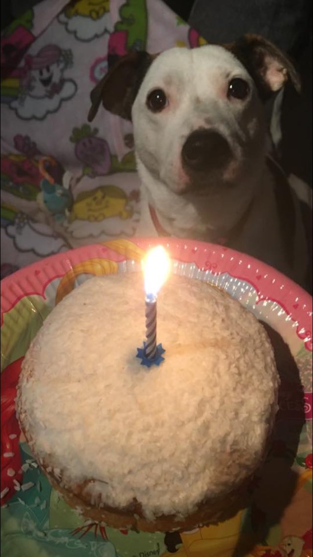 Been off social media for a bit, needed some time out..I’ll get caught up with Harley’s Heroes stuff very soon! Promise! 
It would of been Harley’s 12th birthday today!! I hope your having fun at the bridge with your fur mum Harley bob...love and miss you more each day 🌈❤️ xx