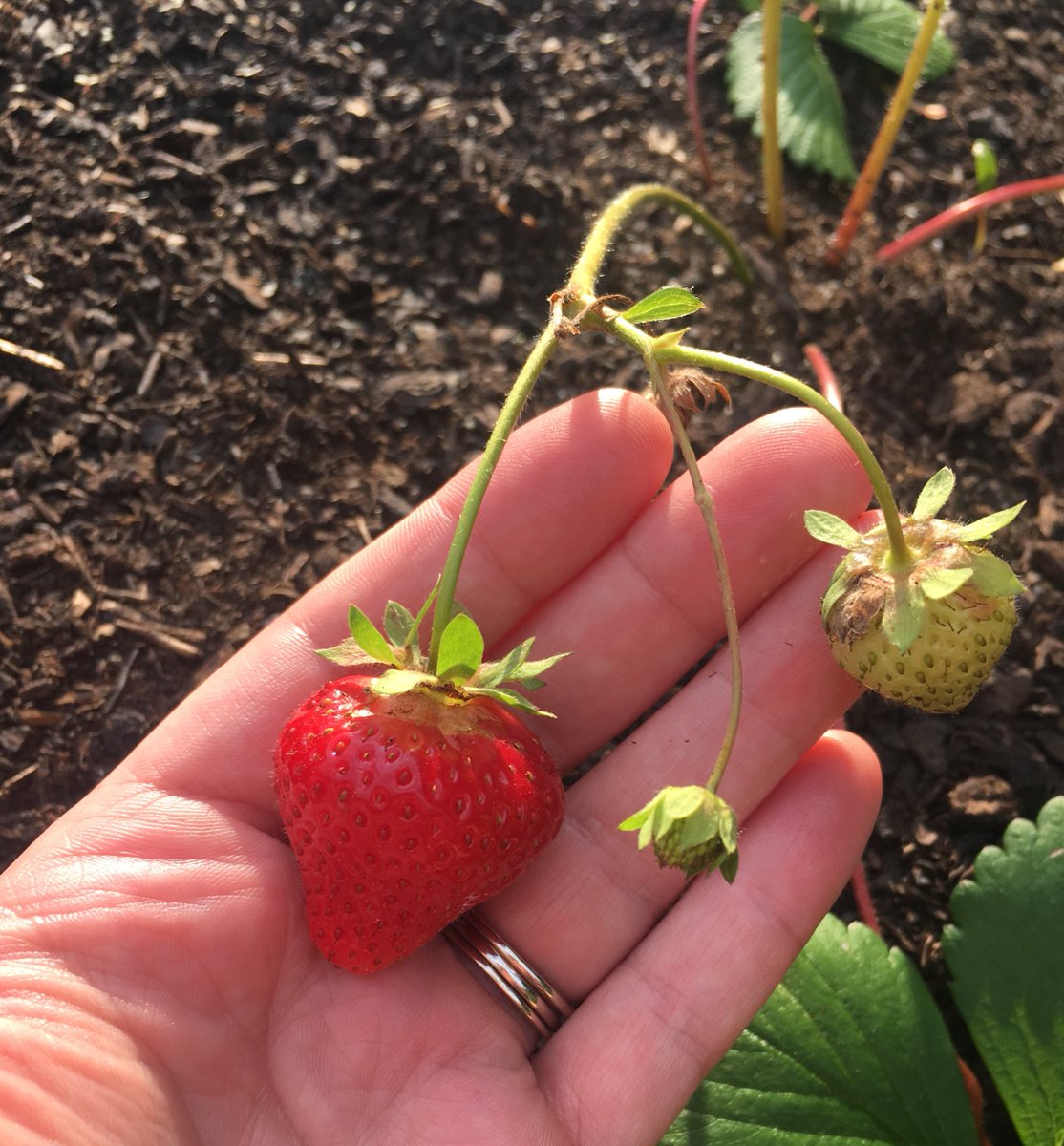 rebeccois's tweet photo. #firststrawberry https://t.co/y6xaCvzXqW