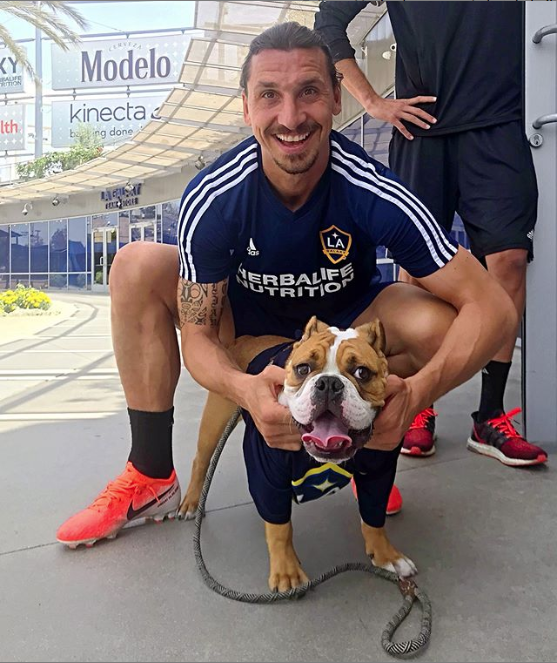 LAGalaxy's tweet photo. Zlatan and a doggo https://t.co/iONTNTZANj