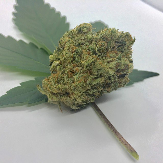 sunlight_ridge's tweet photo. #sunlightridge 
 #oregongrowers #maryjane #portlandweed #madeinoregon #oregonbud #420 #thc #cannabis #weedstagram #weedstagram420 #instahigh #weshouldsmoke #weed  #farmlife #flower #terpenes  #cannabiscommunity  #topshelflife #cannabisconnoisseur #pdxweed #oregoncannabis https://t.co/dbrjc9sNmS