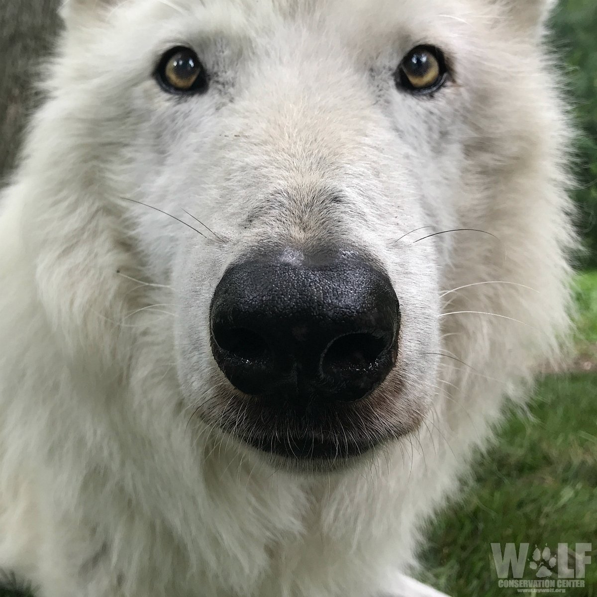 Wolf Conservation Center on Twitter: Wolf Conservation Center on Twitter: