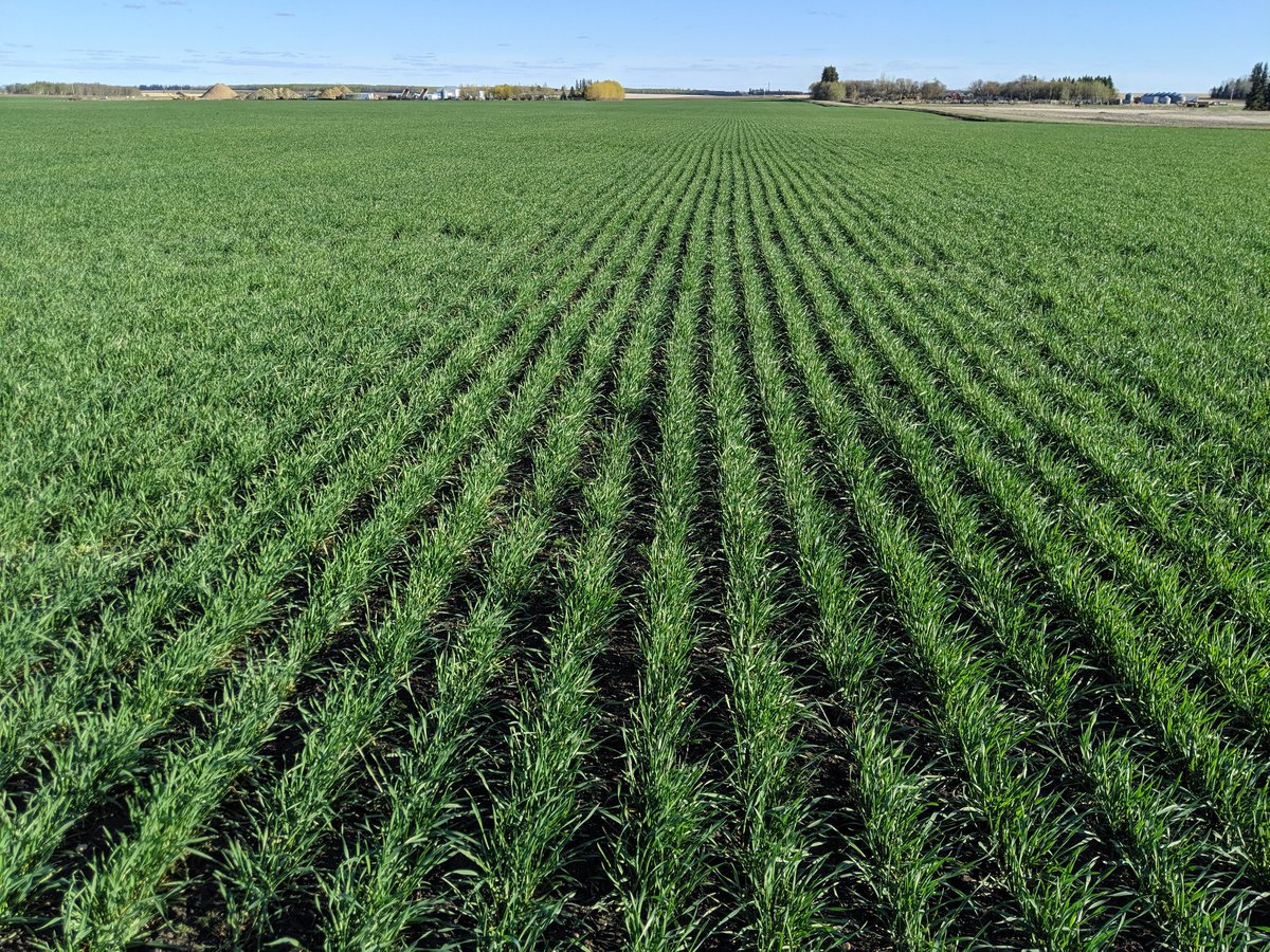 Winter Triticale is flying along. #wintertriticale