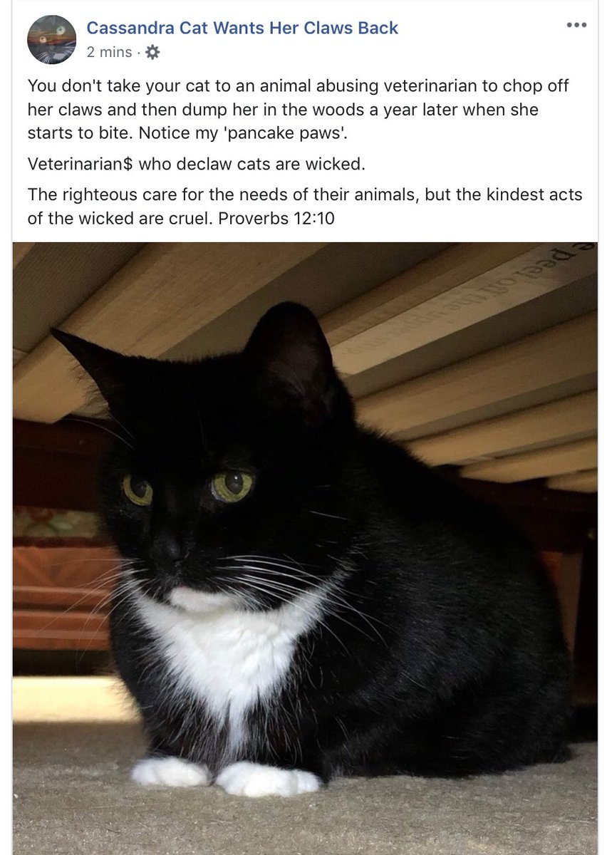 DeclawVetsRevil's tweet photo. #AVMAmeets #CatVets #AVMAvets #AAHAHealthyPet #NYSVMS #vettech   #AAHA2019 #CELasers  #AAHAday #njvma #AVMAconv  #marspetcare #banfield  #CElasersvet #VCApetHealth #avma2019 #vcapets #savma #studentavma #vetgirl #vetmed #vetlife #veterinary #veterinaryjob  #vetschool #vetstudent https://t.co/ThsZEXTb7u